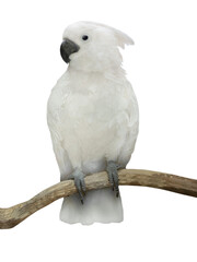 white cockatoo sits on a tree branch isolated on white background