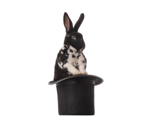 black and white rabbit in  hat isolated on white background