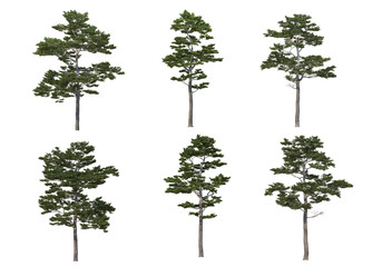 Trees with tall trunks on a transparent background - obrazy, fototapety, plakaty