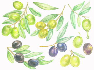 Hand painted watercolor set of green and black olives.Botanical collection.Isolated on white background.For  logo design,greeting cards.