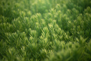 夏に生い茂るグリーン