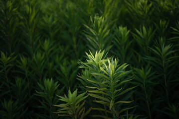夏に生い茂るグリーン