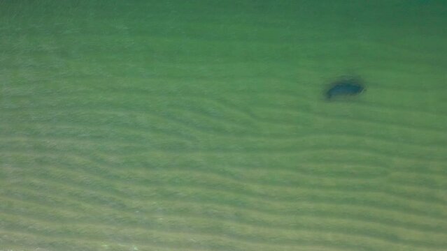 Following from above a solitary seal swims under the water following the coastline 