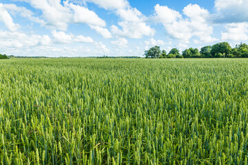Green wheat ears agricultural harvest field. Rural landscape under shining sunlight and blue sky
