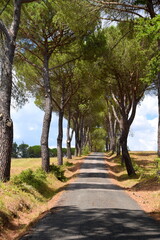 Schatten spendende Allee in der Toskana