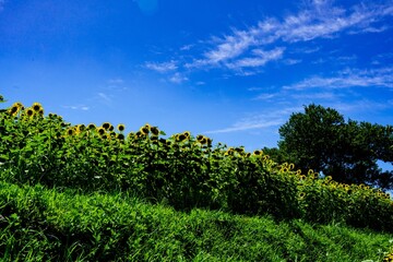 Obraz premium 長崎鼻