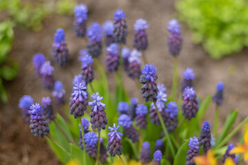 Muscari - purple flowers in a flower bed in the garden. Blue buds close up. Spring and summer flower. Grape hyacinth. Floral colorful background. Blooming