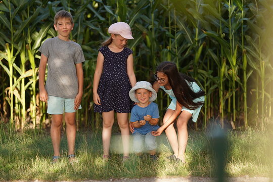 A Group Of Children Pose Against The Backdrop Of A Cornfield