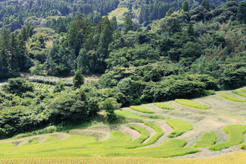 山間にある棚田で育つ稲、大山千枚田