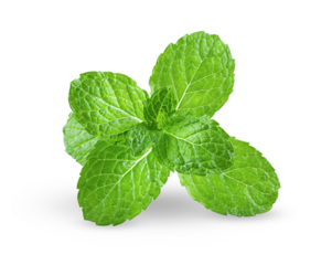 Fresh mint leaves on transparency