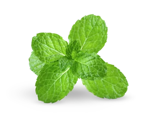 Fotobehang Fresh mint leaves on transparency © supamas