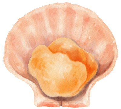 Shell Seafood Watercolor illustration