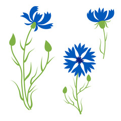 Collection of blue cornflowers. Beautiful wildflower with buds. Vector illustration. isolated plants for design and decor, prints, decoration of botanical booklets and postcards, covers.