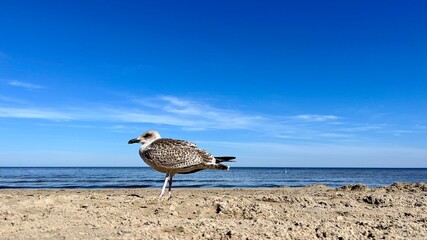 Seagull on the beach in blue sky summer daytime