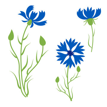 Collection of blue cornflowers. Beautiful wildflower with buds. Vector illustration. isolated plants for design and decor, prints, decoration of botanical booklets and postcards, covers.