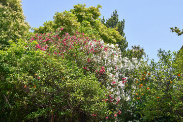 Blooming oleanders (Nerium) and orange trees (Citrus) in a Mediterranean garden in summer, Genoa,...