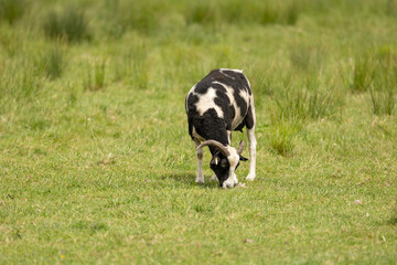 a brown and white jacobs ewe standing in a green meadow in springtime