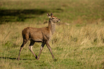 Naklejka na ściany i meble Red Deer, cervus elaphus,fawn trotting across the field facing right