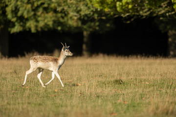 A female fallow doe scientific name dama dama gracefully trotting across a grassy plain with autumn forrest in the background