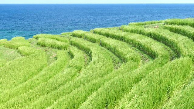 夏の棚田と海の風景　輪島市白米千枚田　8月