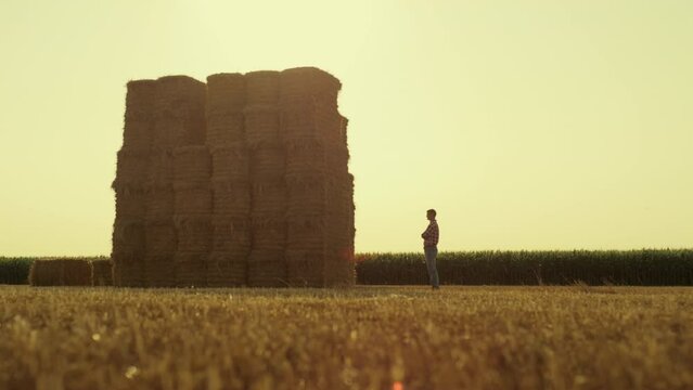 Man resting stack field after harvesting. Farmer silhouette looking hay piles