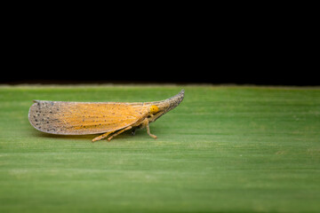 Pyrilla perpusilla commonly known as Sugarcane plant hopper or sugarcane pyrilla is mainly found is Asian countries such India. It is a major sucking pest of sugarcane which reduce the crop yield.