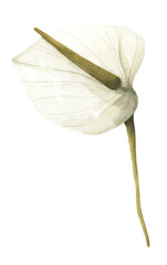 Spathiphyllum, white flower. Watercolor painting transparent.