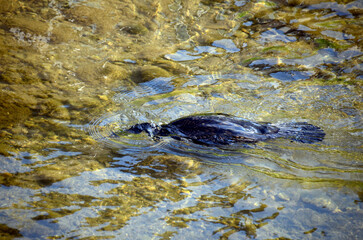 Obraz premium 川の鵜