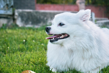 A small white spitz dog. Man's best friend, friendly dog running on the ground