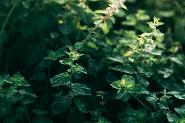 Mint leaves in the garden 