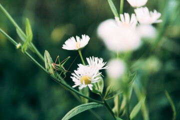 daisy in the grass and grasshopper on it