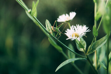 daisy in the grass and grasshopper on it