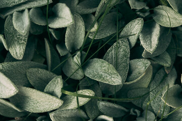 Leaves green background top view of green leaf in the garden abstract background