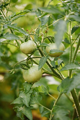 tomato vine plants growing in garden