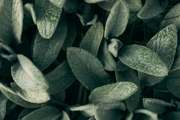 Leaves green background top view of green leaf in the garden abstract background