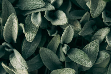 Leaves green background top view of green leaf in the garden abstract background