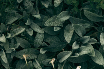 Leaves green background top view of green leaf in the garden abstract background