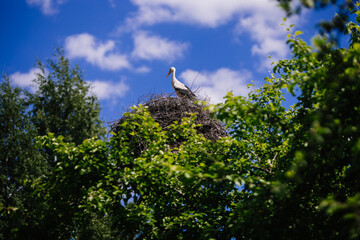 stork in the nest