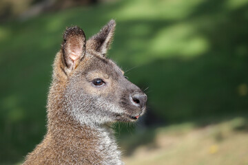 Closeup of Bennett's Wallaby in Zoological Garden. Animal Portrait of Macropus Rufogriseus Fruticus in Zoo.