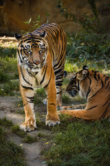 Malayan Tiger Stands in Zoological Garden. Endangered Animal Panthera Tigris Tigris Outside in Zoo.