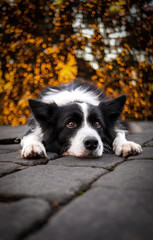 Vertical Portrait of Border Collie with Bokeh Christmas Lights. Black and White Dog Lies Down on Cobblestone in the City.