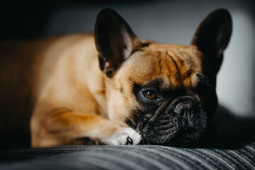 french bulldog puppy sleeping on  a chair