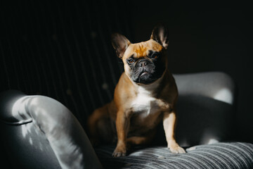 Adorable French bulldog sitting on a chair