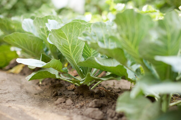 Rows of fresh cabbage plants in the garden