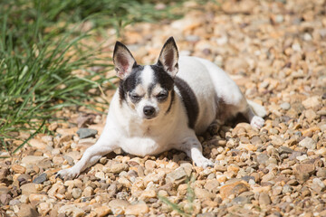 Naklejka na ściany i meble Cute Chihuahua dog happily basking in the sun