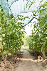 tomato vine plants growing in garden