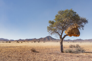 Communal nest of sociable weavers (Philetairus socius) in Acacia tree, Namibrand nature reserve,...