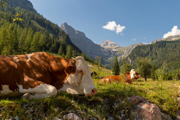 Fototapeta na wymiar Kuh auf der Marbacheralm in Salzburg