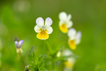 Field Pansy (Viola arvensis) flower blossoms closeup. Viola arvensis, two-color violet at wild....