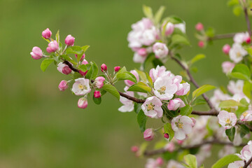 Apple blossom in the spring garden. Beautiful blooming apple tree branch at spring garden. Macro close-up shot.